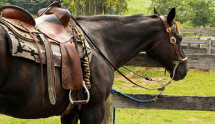 Equipamentos para encilhar um cavalo